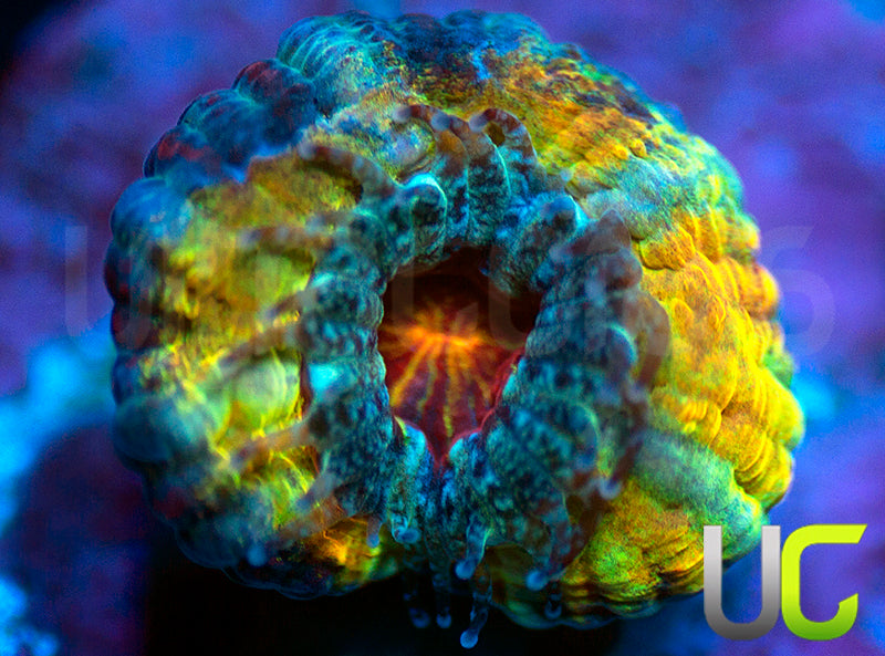 UC Head Hunter Micro Lord