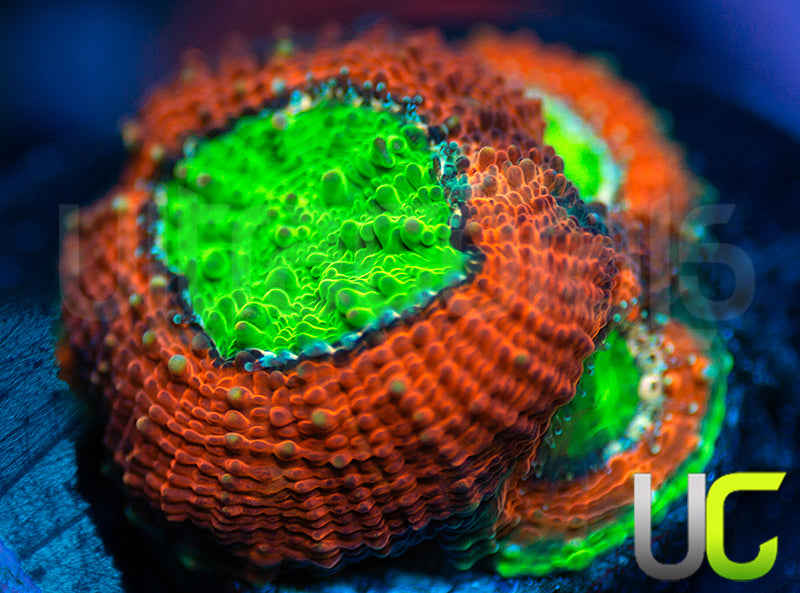Agent Orange Echinata