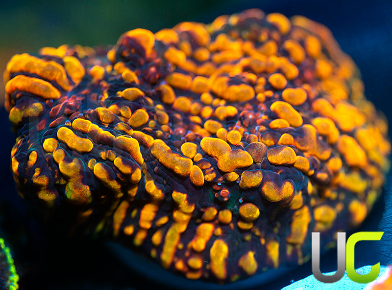 CC Cloudberries Chalice