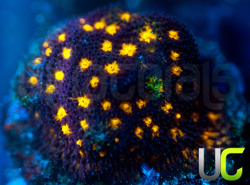 JF Outer Space Psammocora