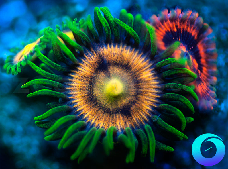 Laser Lemons & Evil Eye Combo