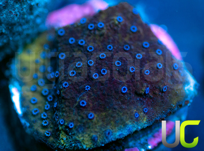 UC Blue Polka Dot Bikini Monti