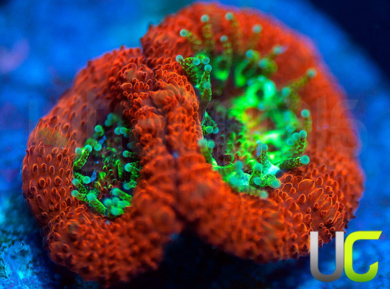 UC Dragon Slayer Micro Amakusensis