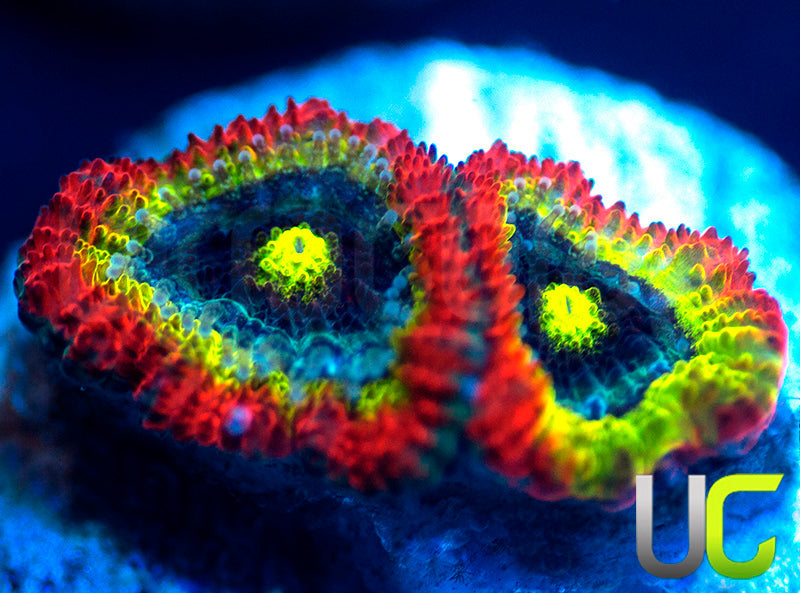 BigR Holy Grail Micro Amakusensis