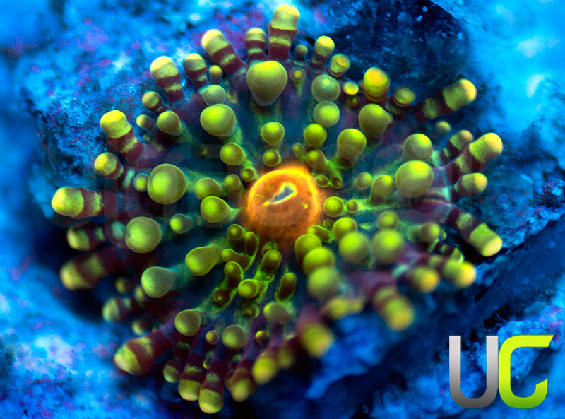 UC Calypso Yuma Ricordea Baby