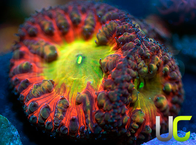 BSA TT Twister Blasto