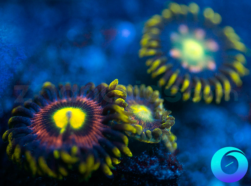 Lemon Devils & Pink Minefield