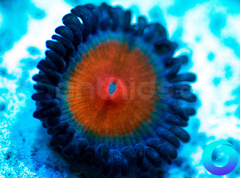 New Release: Alladin