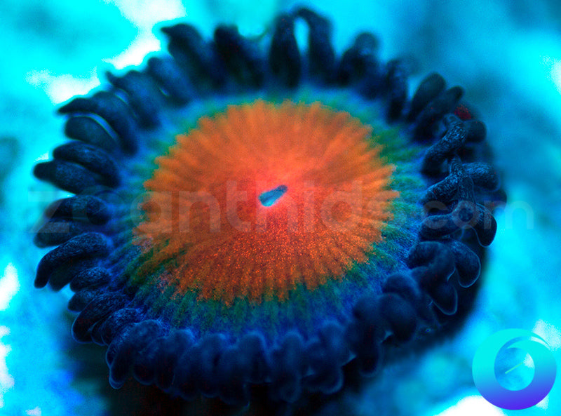 New Release: Alladin