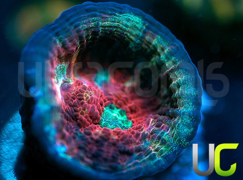 UC Dragon Mist Mycedium