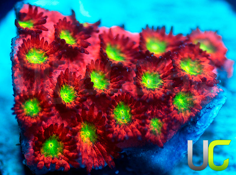 UC Sweet Tart Madracis