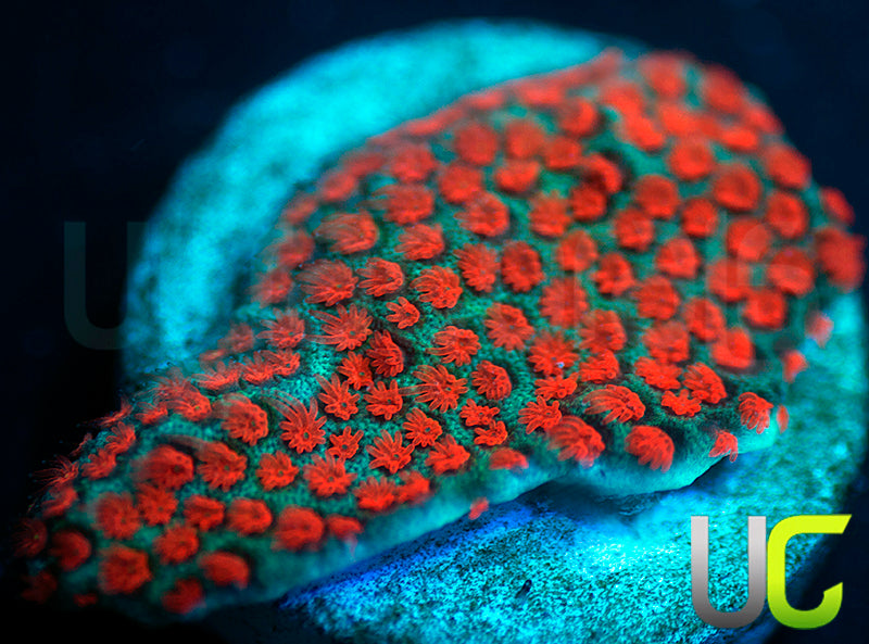 ECC Superman Porites