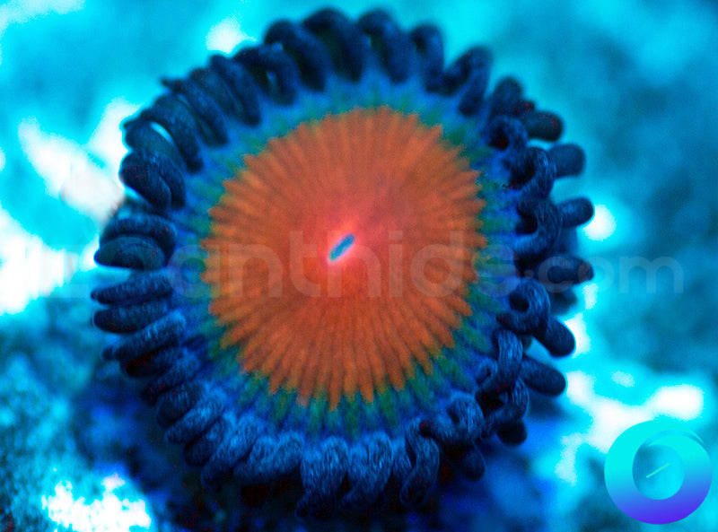 New Release: Alladin