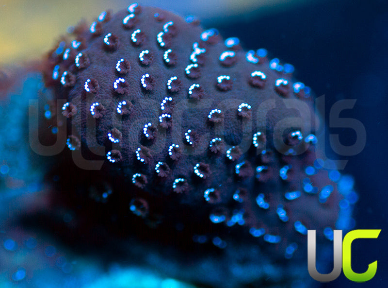 UC Blue Mystic Monti