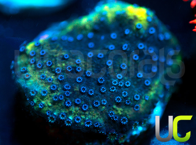 UC Blue Polka Dot Bikini Monti