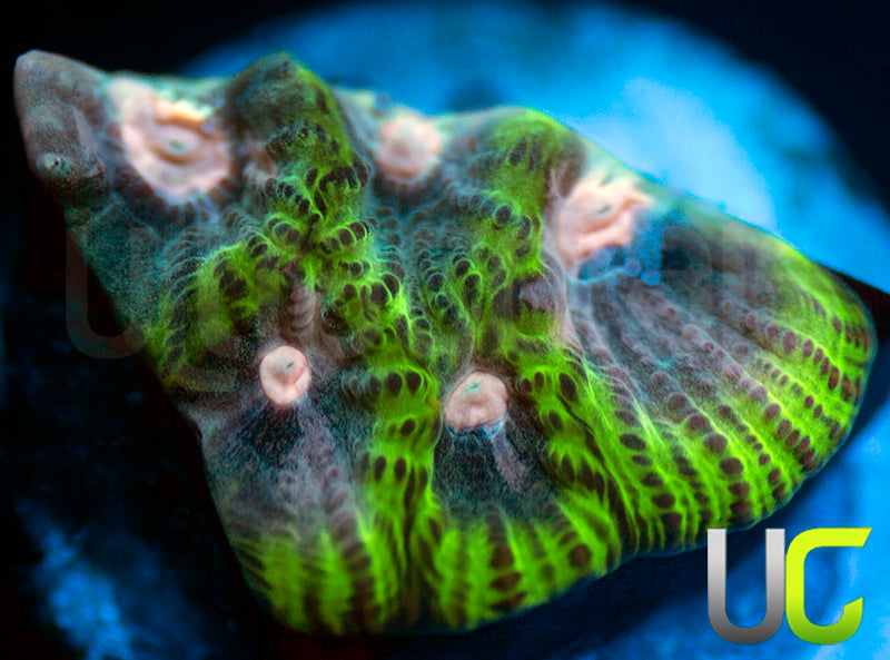 NEW RELEASE: UC Ankara Favia