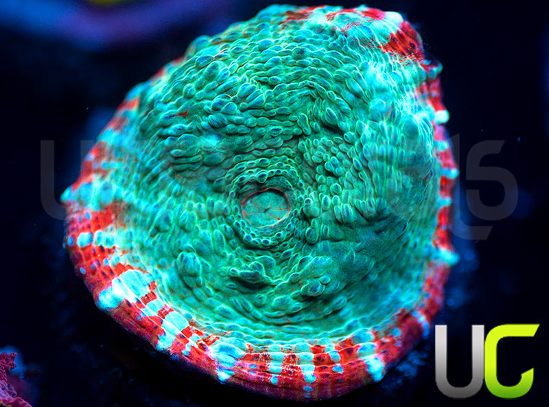 UC Crimson Carnage Chalice