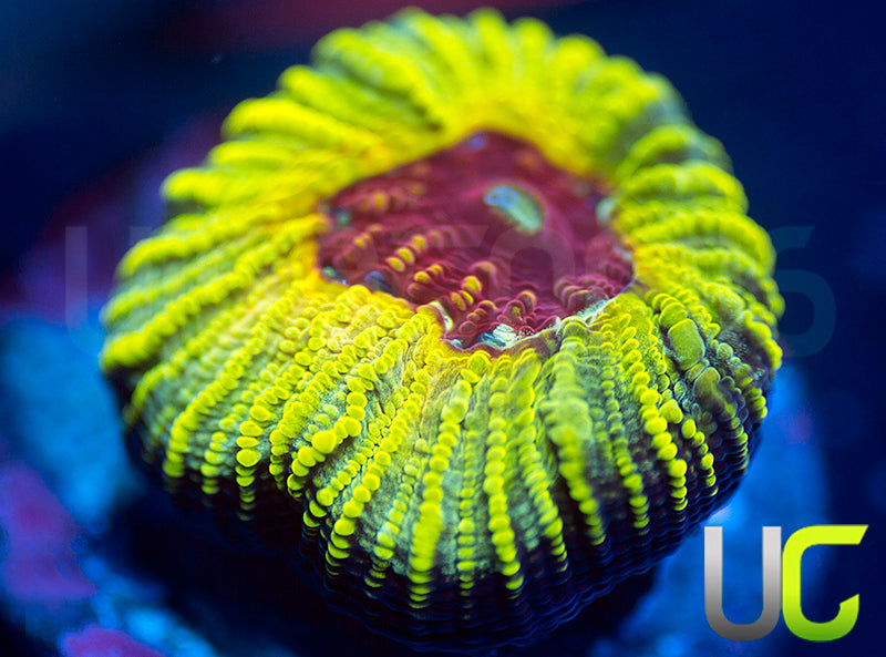 UC Electric Honeycomb Favia