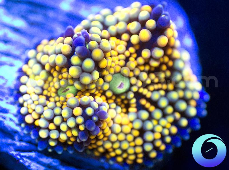 Yellow Metallic Mixed Ricordea Florida