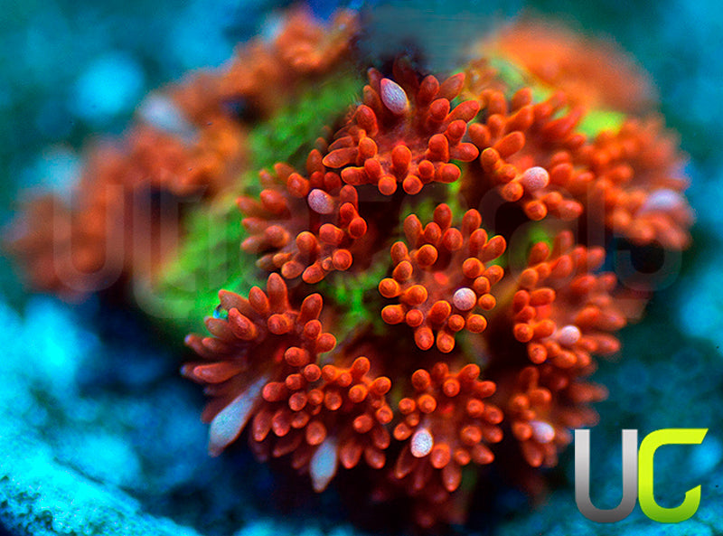 UC Melting Pot Madracis