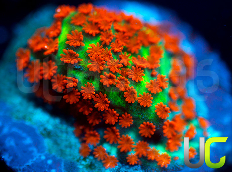 BigR Screamin Demon Monti