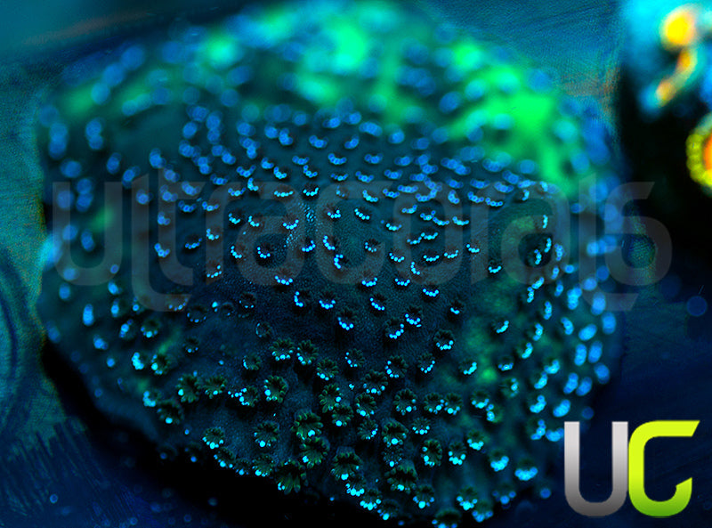 UC Blue Mystic Monti