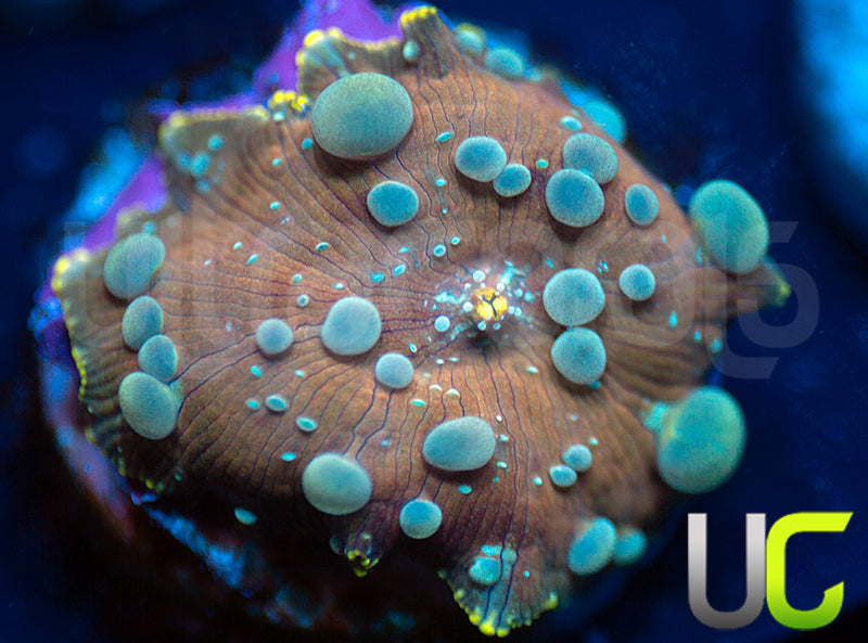 UC Poseidon Bounce Mushroom