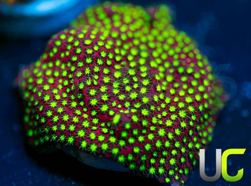 UC Raspberry Pie Stylo