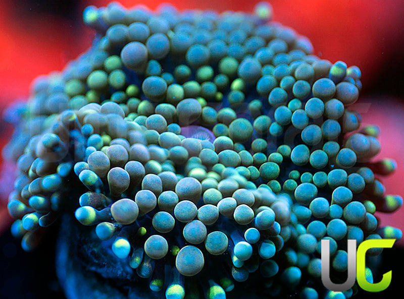 NEW RELEASE: UC Chameleon Ricordea FL