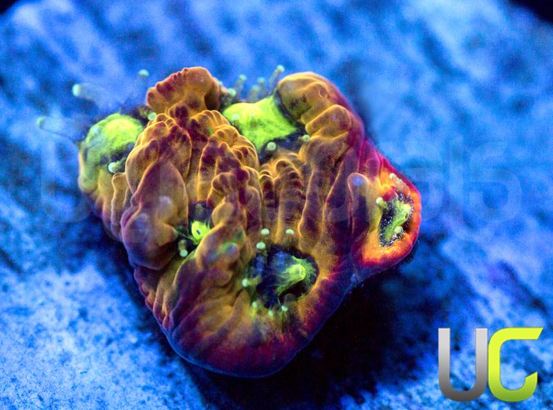 RC Rain of War Favites