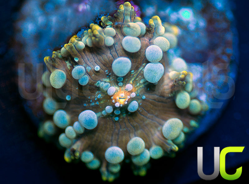 UC Poseidon Bounce Mushroom