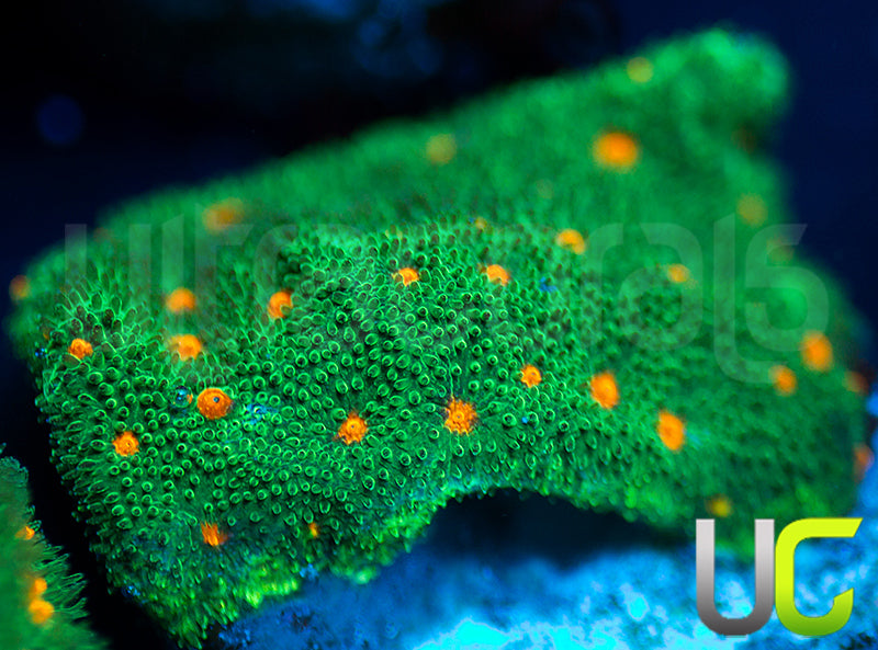 CC Smashing Pumpkins Psammocora