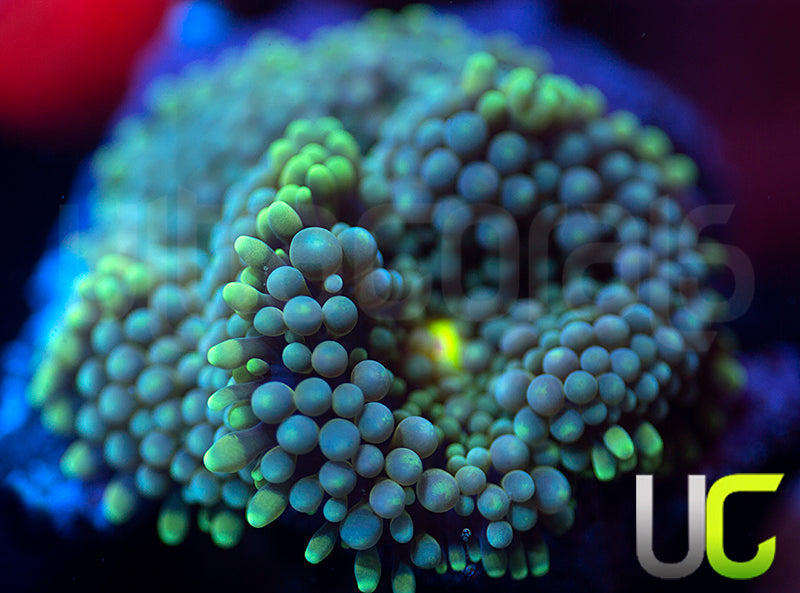 Lime Edge Ricordea FL