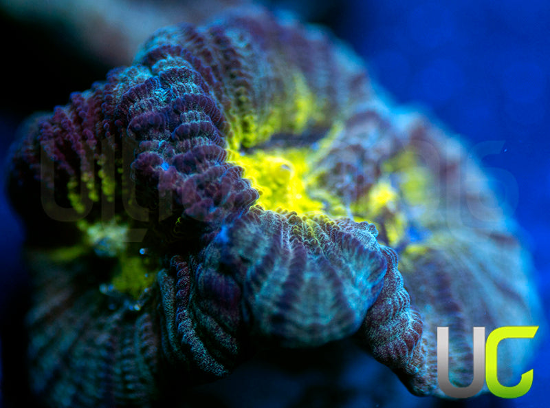 UC Perpetrator Favia