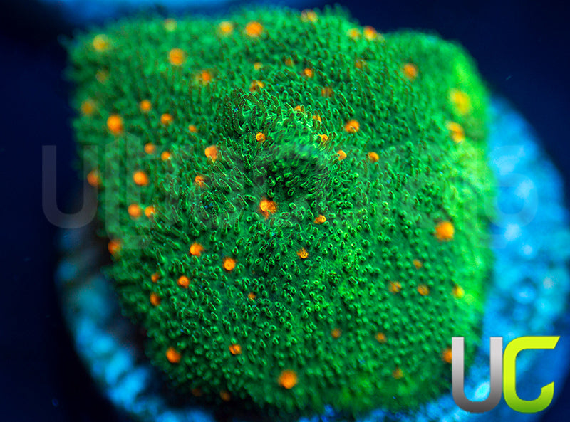 CC Smashing Pumpkins Psammocora