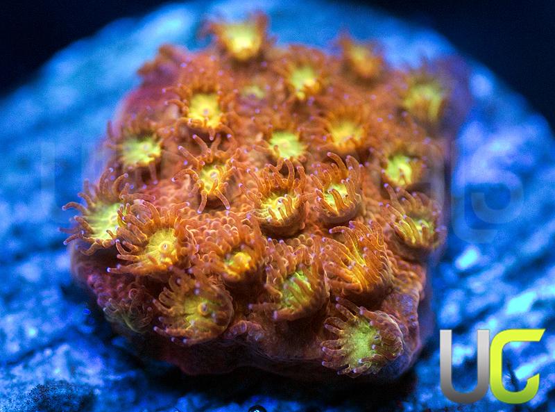 UC Psycho Pirate Stylo