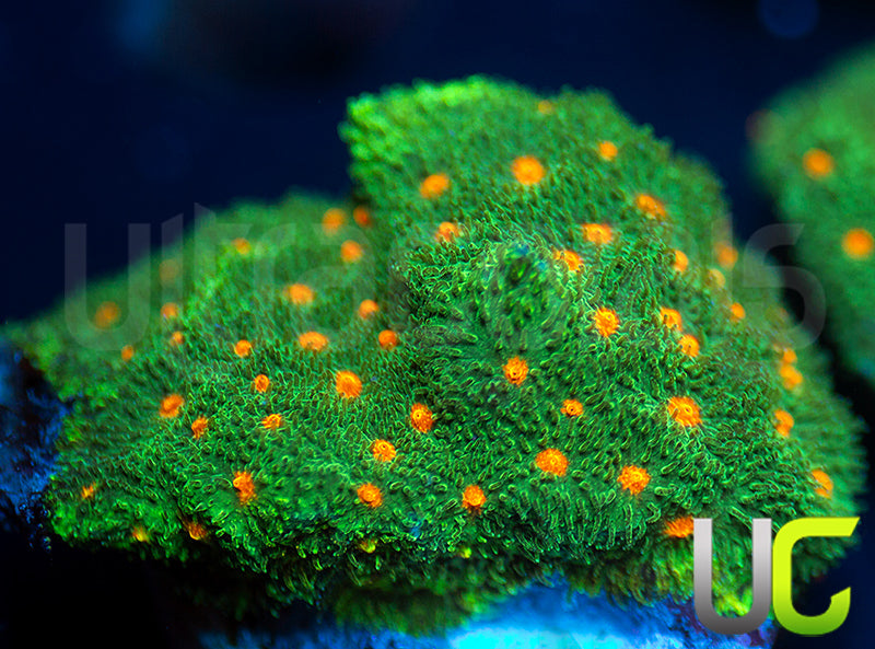 CC Smashing Pumpkins Psammocora