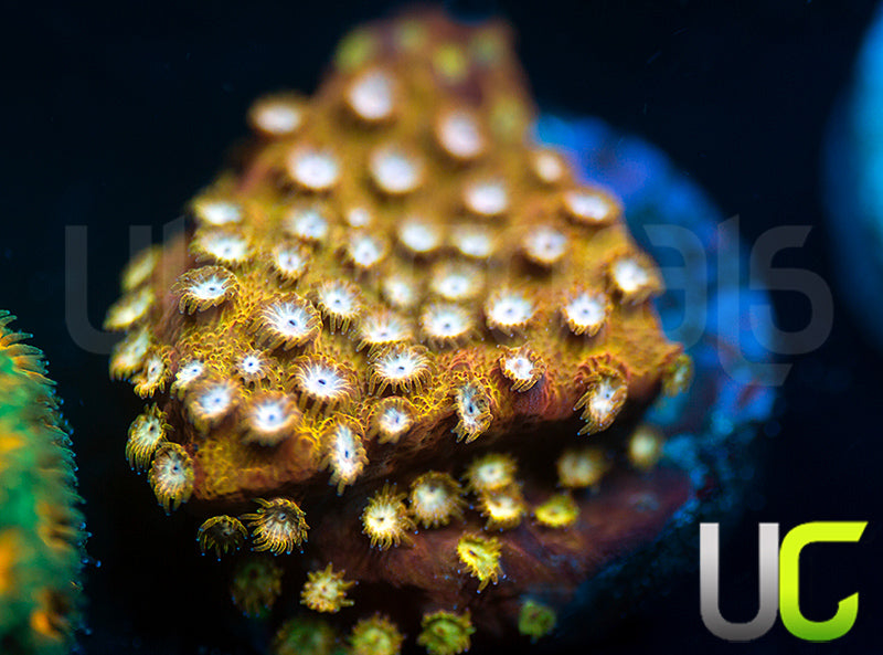 UC Yellowjacket Cyphastrea