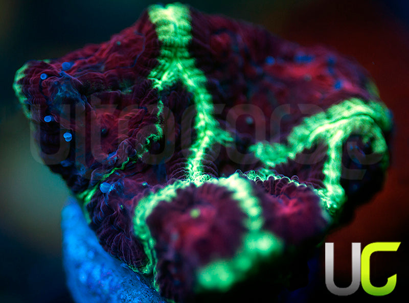 NEW RELEASE: UC Jackal Favia