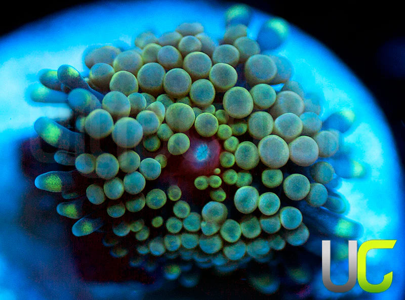 UC Chameleon Ricordea FL