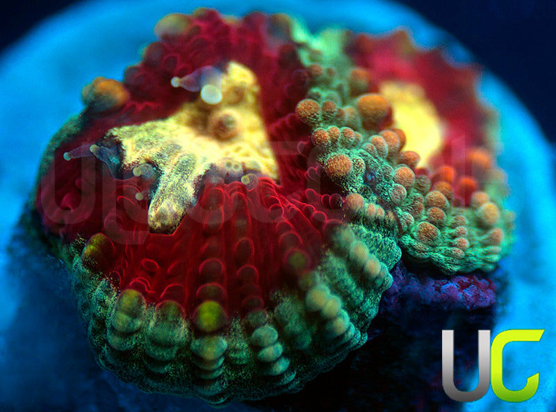 UC Strobe Light Favia