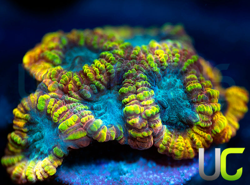 TGC Favia of the Gods