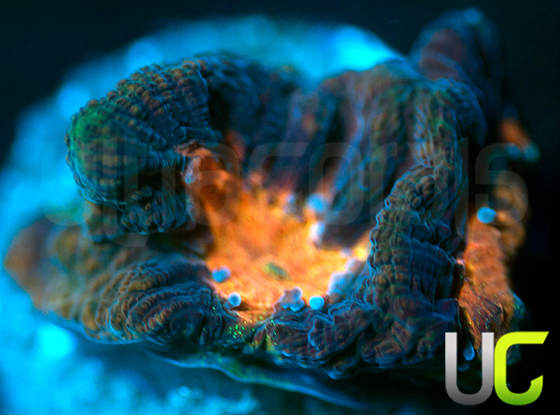 NEW RELEASE: UC Melon Baller Platy