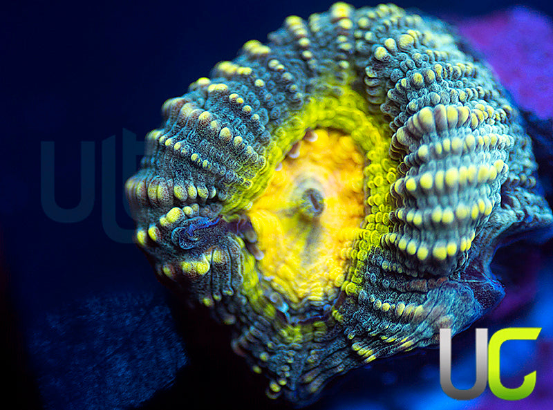 UC Perpetrator Favia