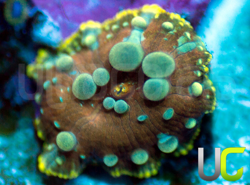 UC Poseidon Bounce Mushroom