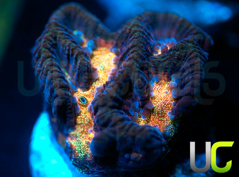 UC Purple Rain Platy