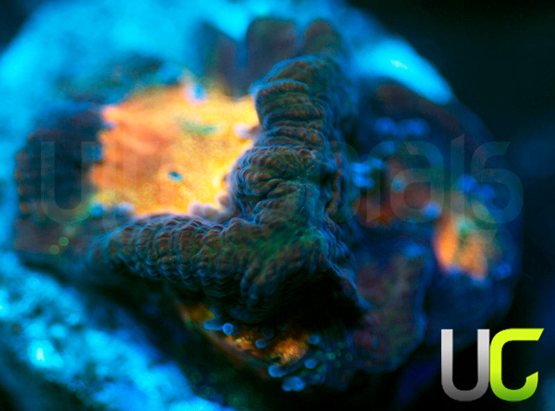 NEW RELEASE: UC Melon Baller Platy