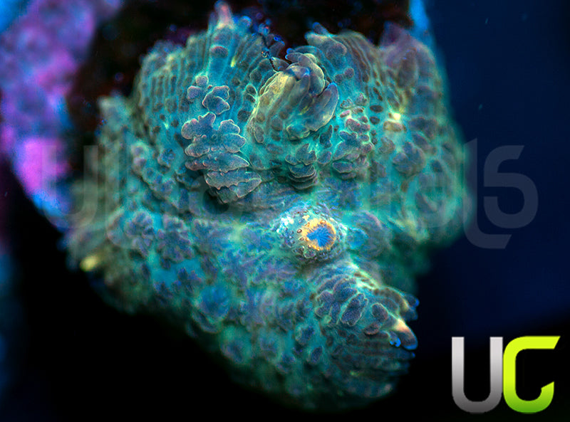 UC Purple Empress Mushroom