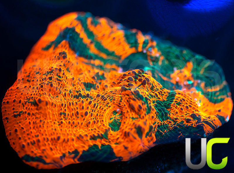 UC Rage Room Chalice