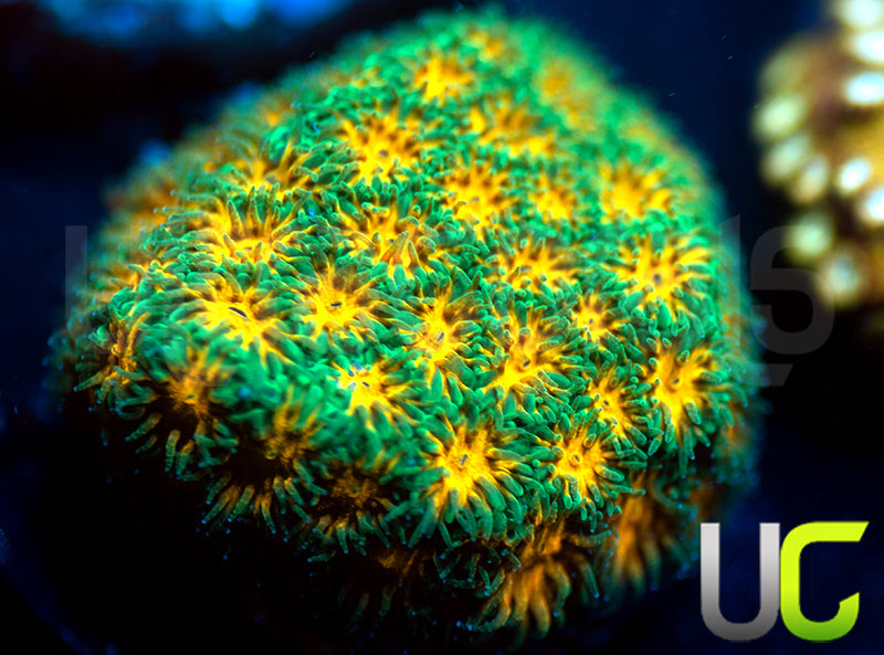 John Deere Leptastrea